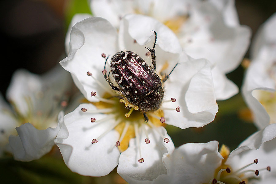 Beetle insect pear flower
