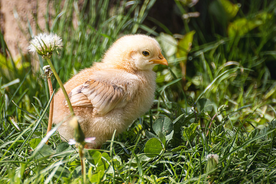 Poultry little fluffy chick