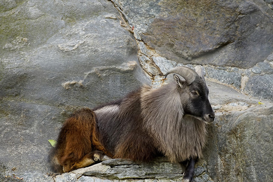 Himalayan tahr hemitragus jemlahicus himalayas