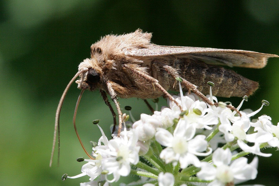 Brown insect white flower