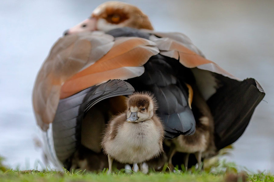 Egytian goose gosling