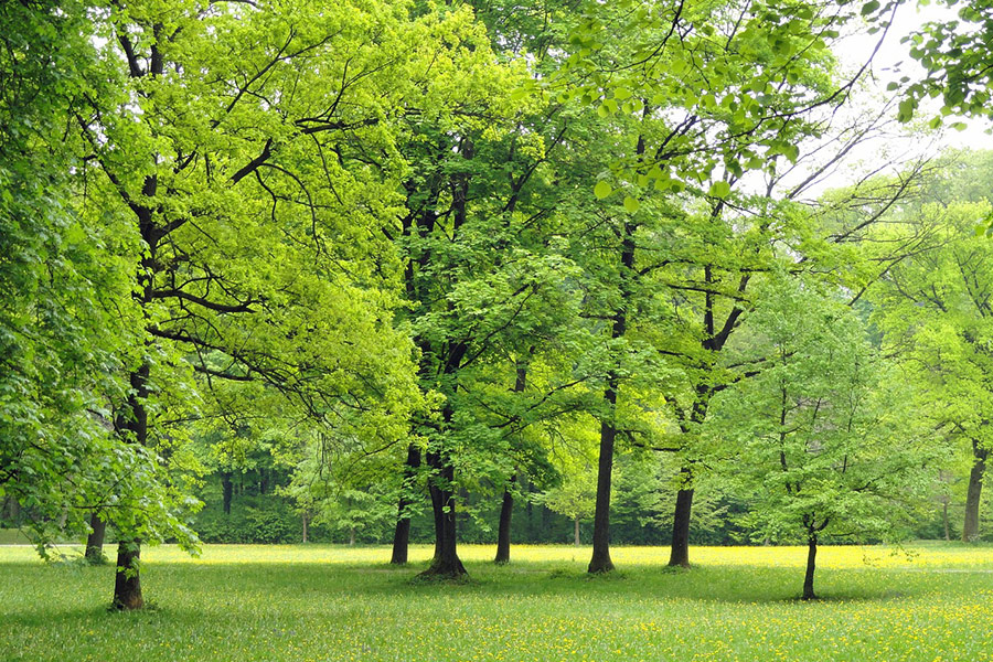 Nature green trees landscape