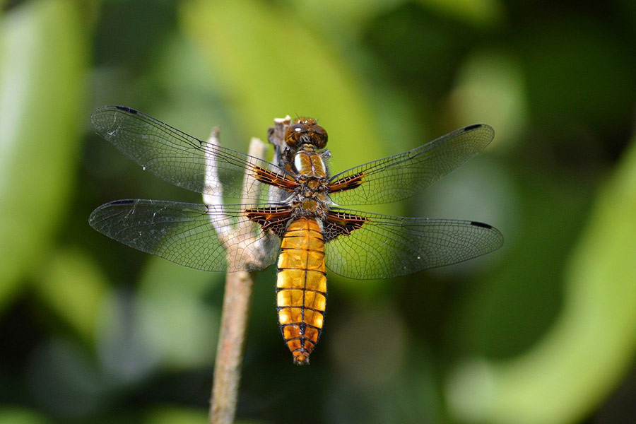 Dragon fly beetle insect