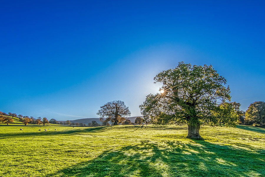 Sun sunshine at the back of tree
