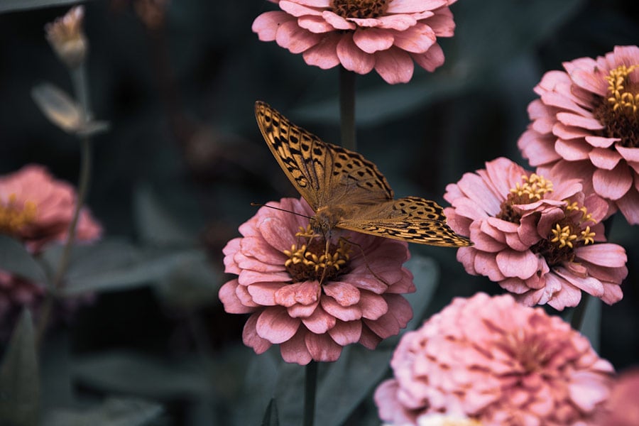 Brown butterfly pollination