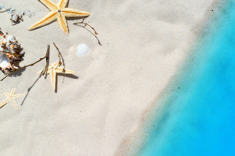 Starfish mussels sand