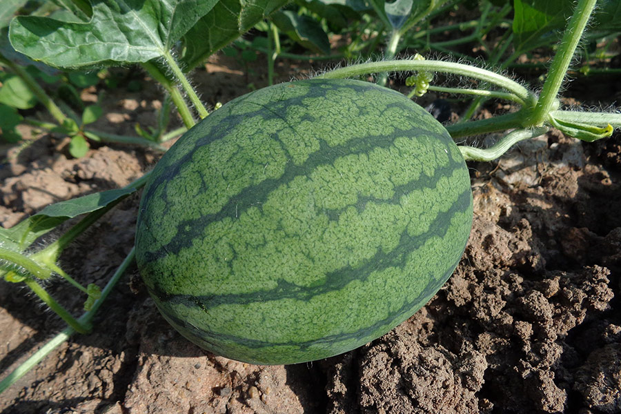 Watermelon organic