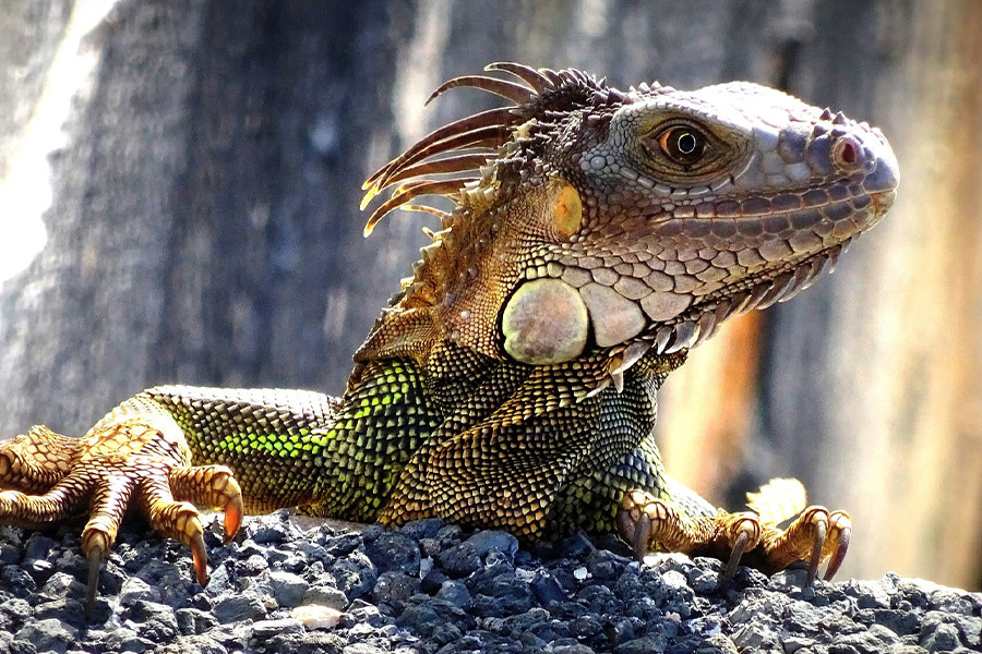 Florida iguana lizard