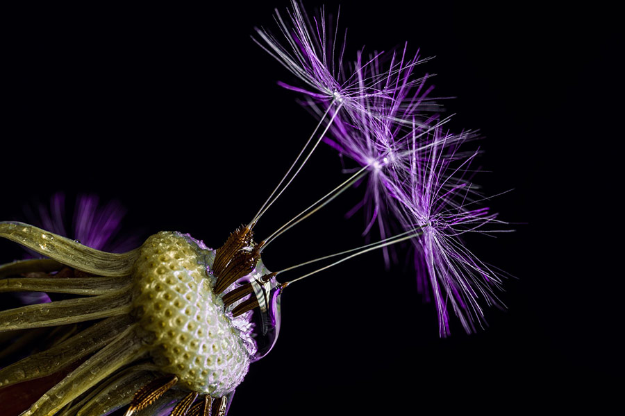 Macroperspective dandelion