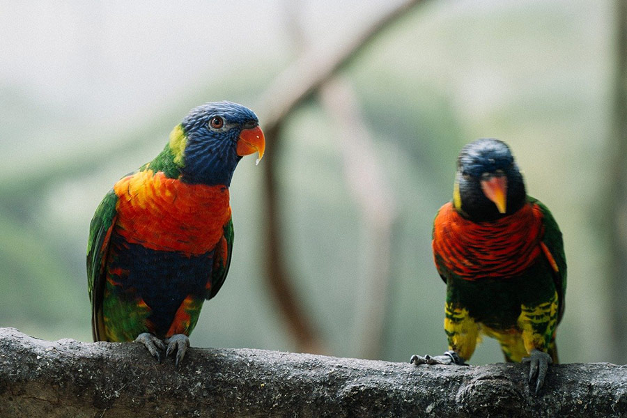 Parrots