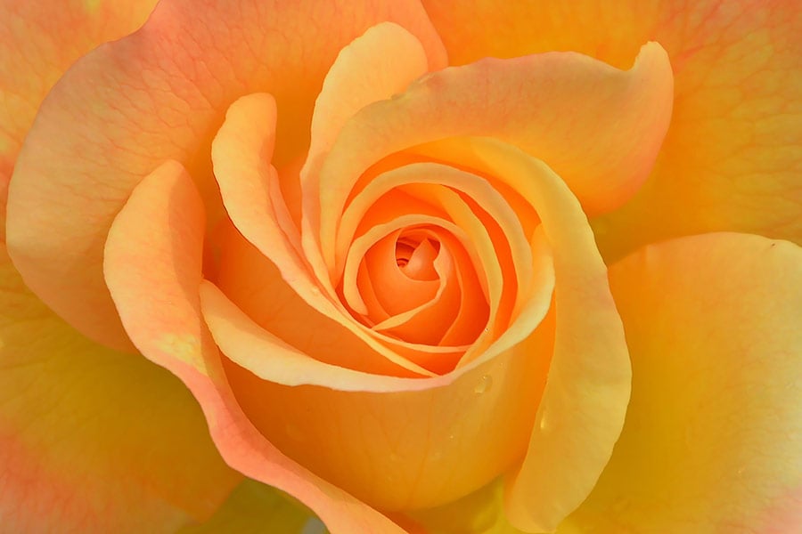 Beautiful yellow orange rose