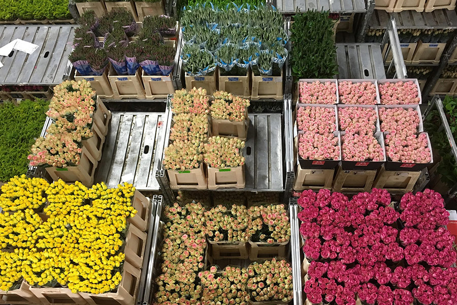 Flowers auction Netherlands