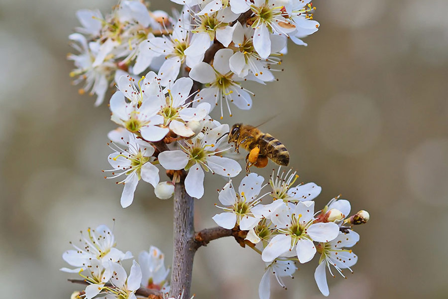 Beautiful nature and bee
