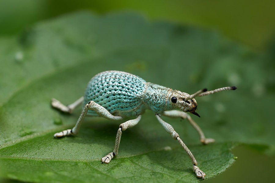 Andre mouton insect bug