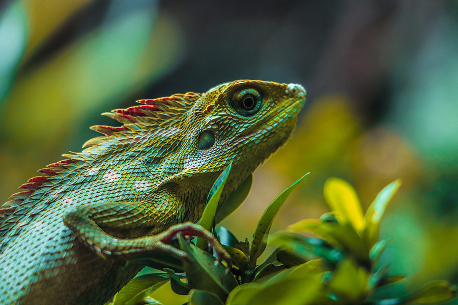 Green lizard animal