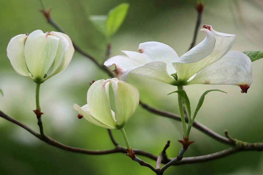 Dog wood white flowers