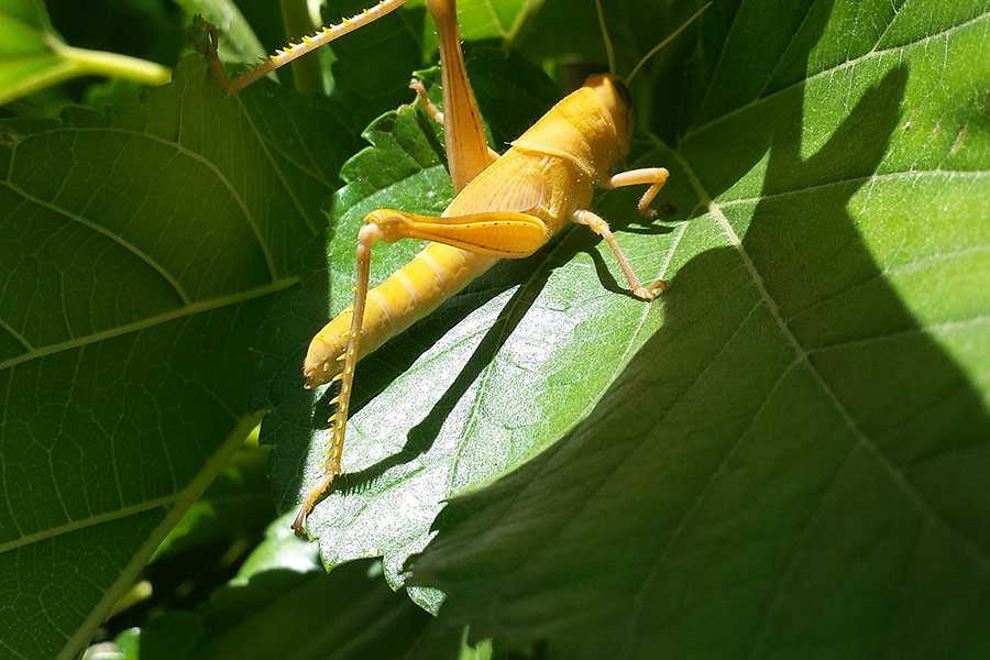 Yellow grasshopper