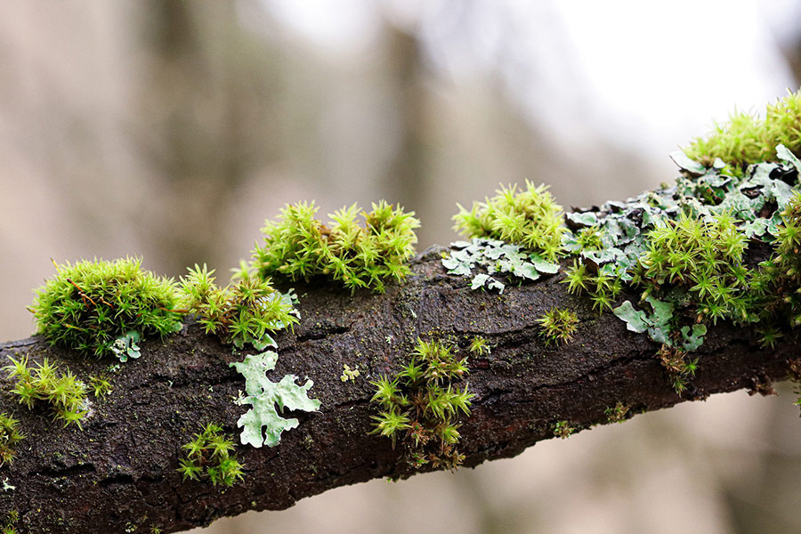 Moss tree branches