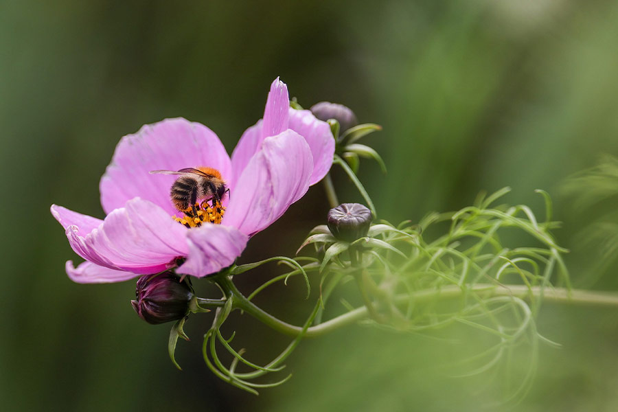 Flower bee nectar