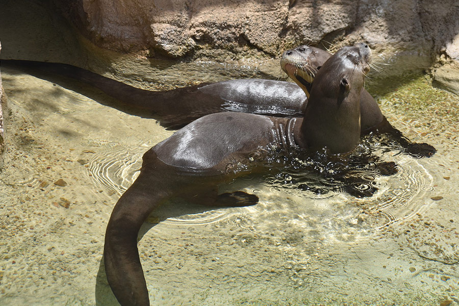 River otters