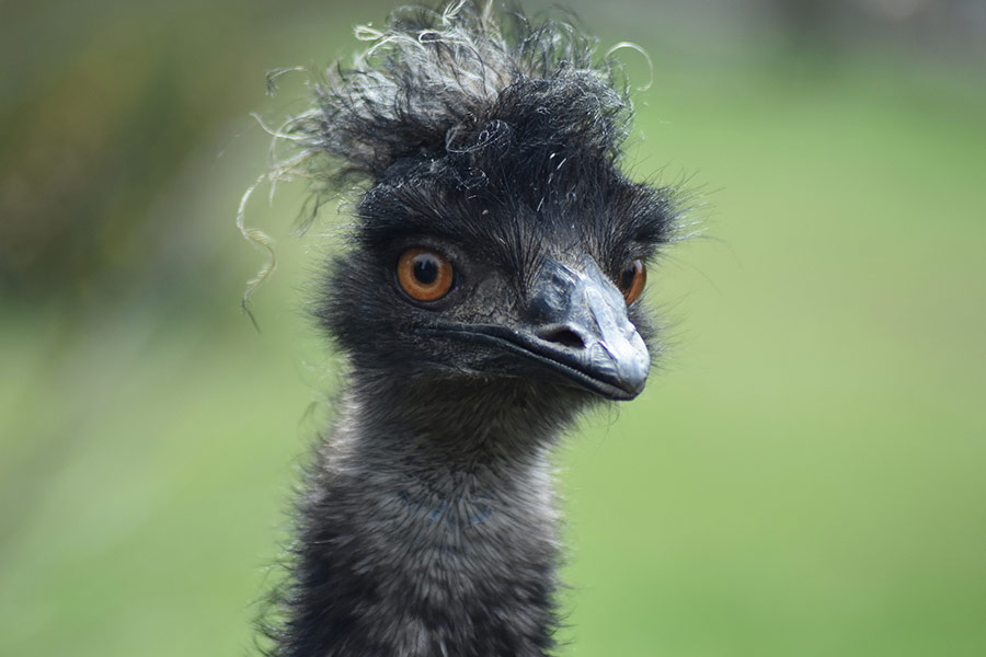 Emu bird flightless