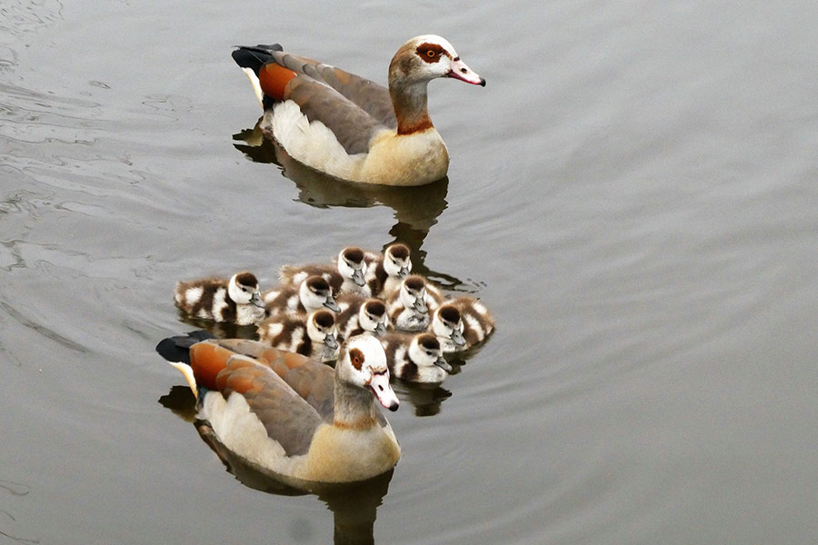 Egyptian geese with young
