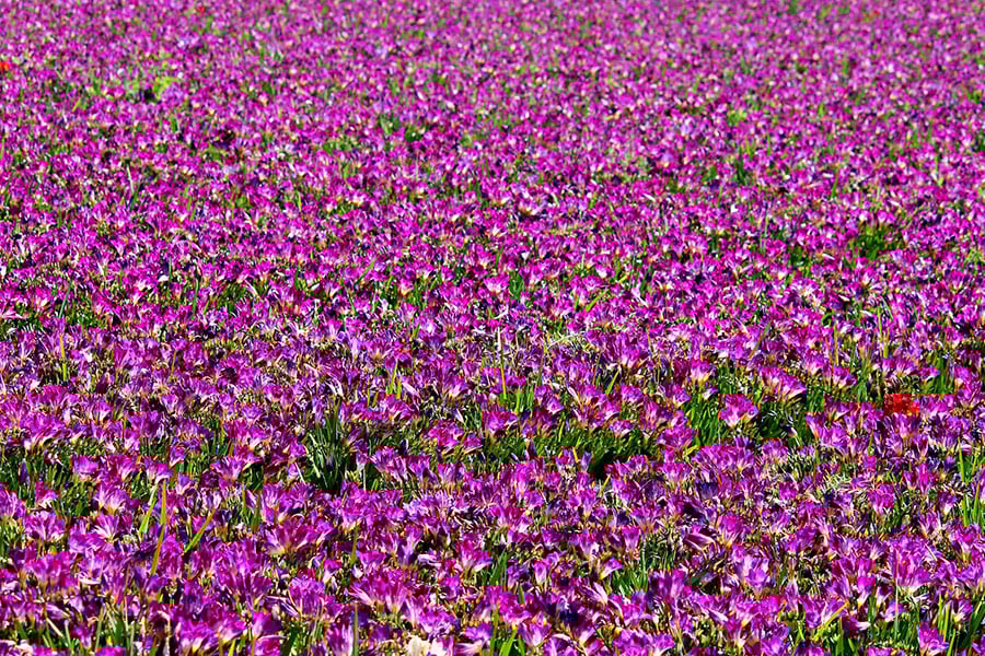 Field of purple freesia