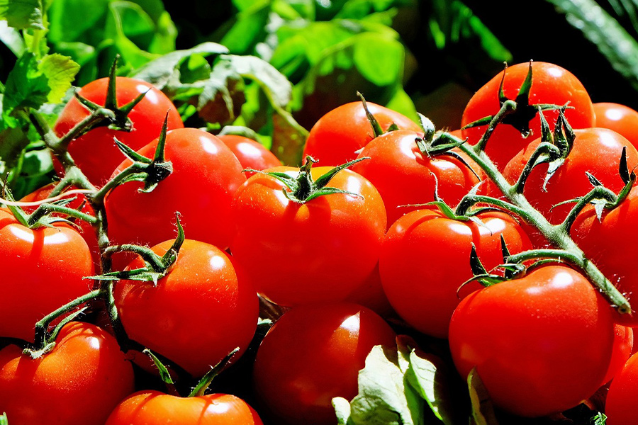 Produce fresh big tomatoes
