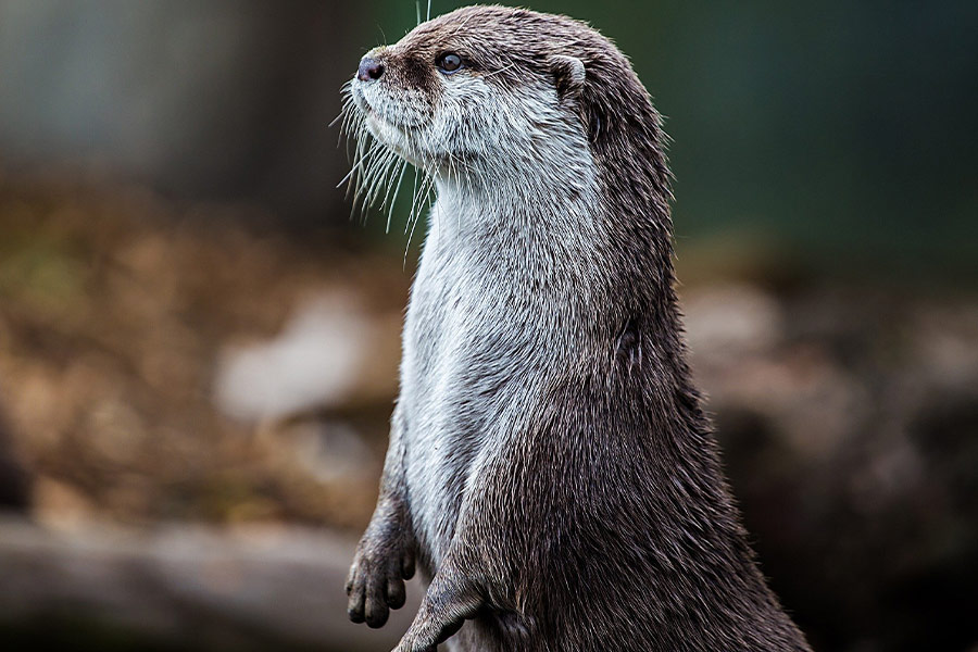Otter