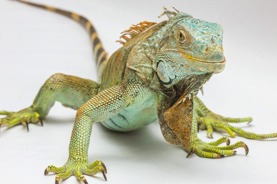 Close up iguana reptile