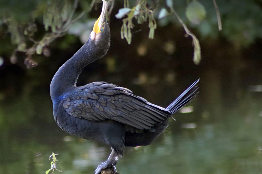 Cormorant water bird