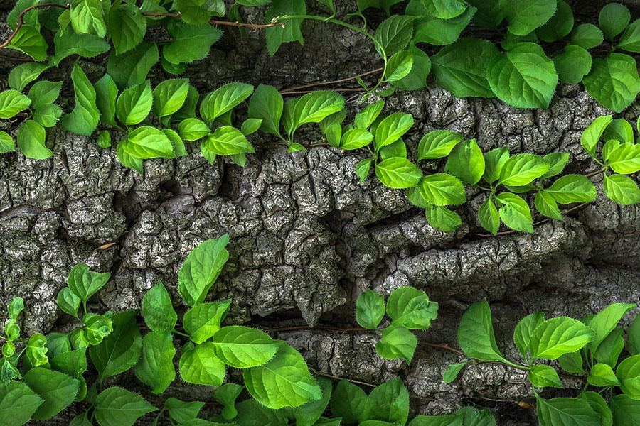 Leaves trunk bark