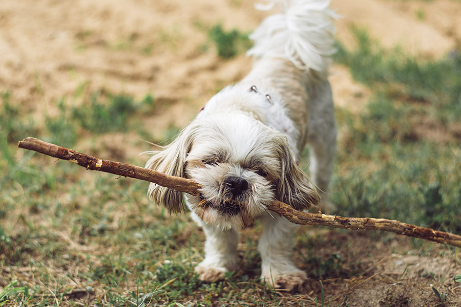 Puppy with stick