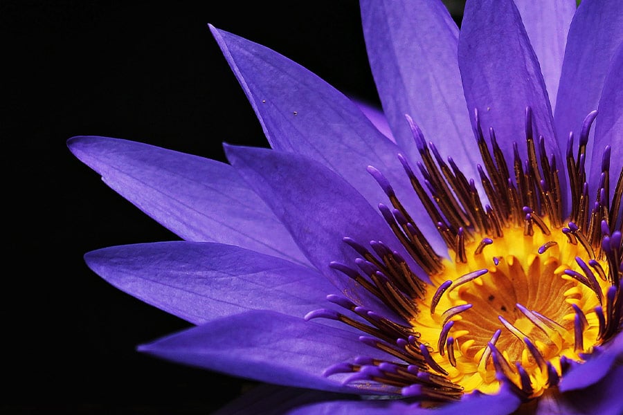 Purple water lily