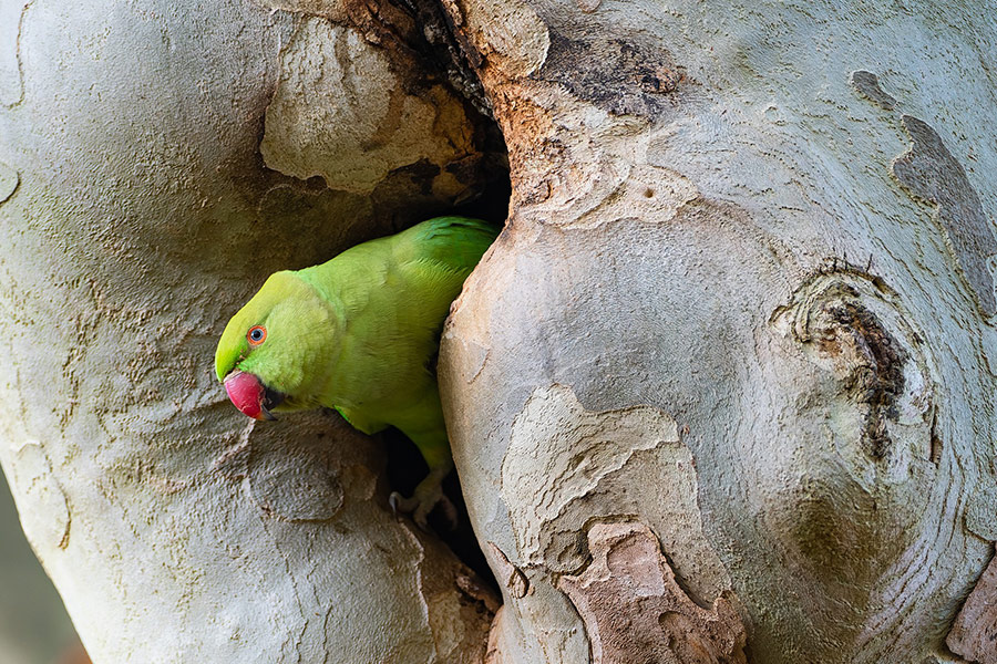 Ring necked parakeet