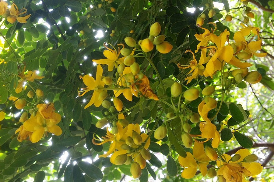 Bright tree yellow nature