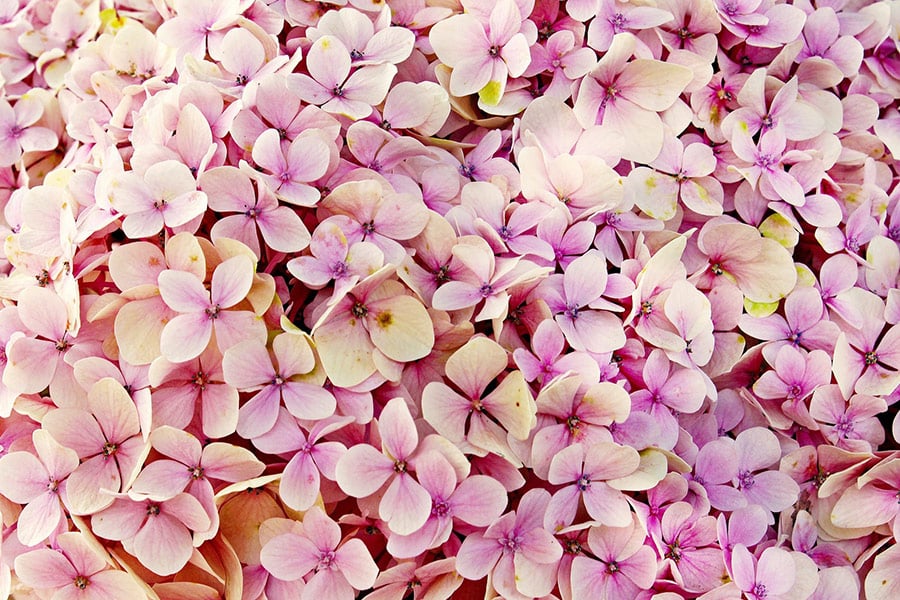 Pink hydrangea