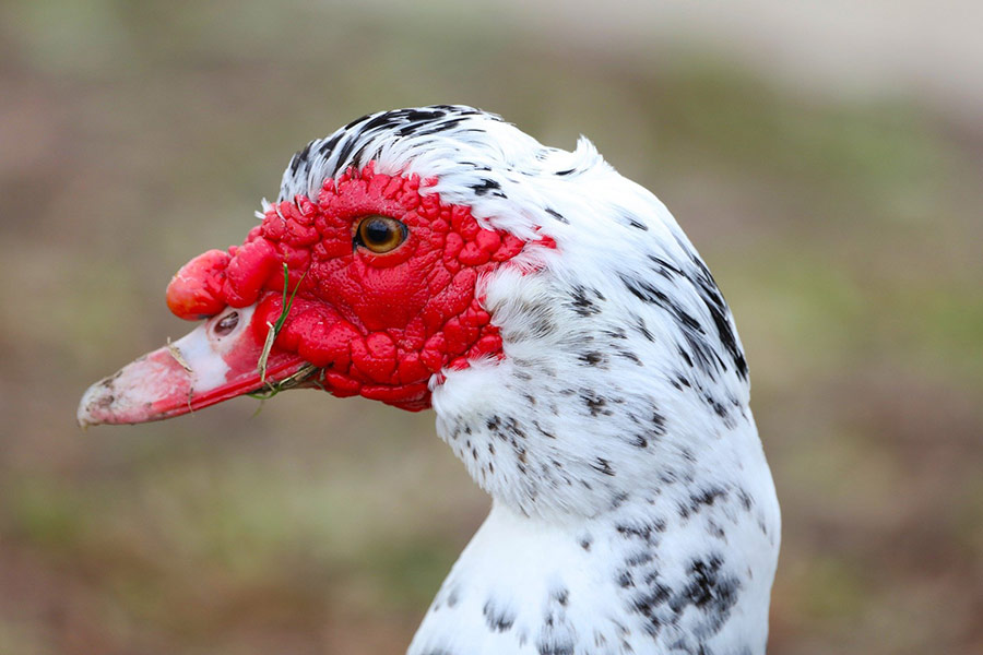 Muscovy duck