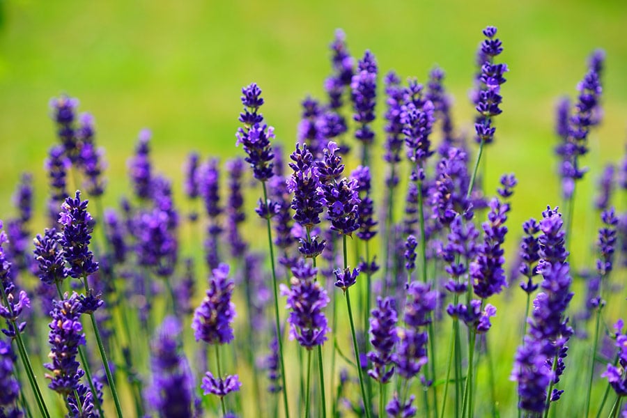 Purple lavender flowers