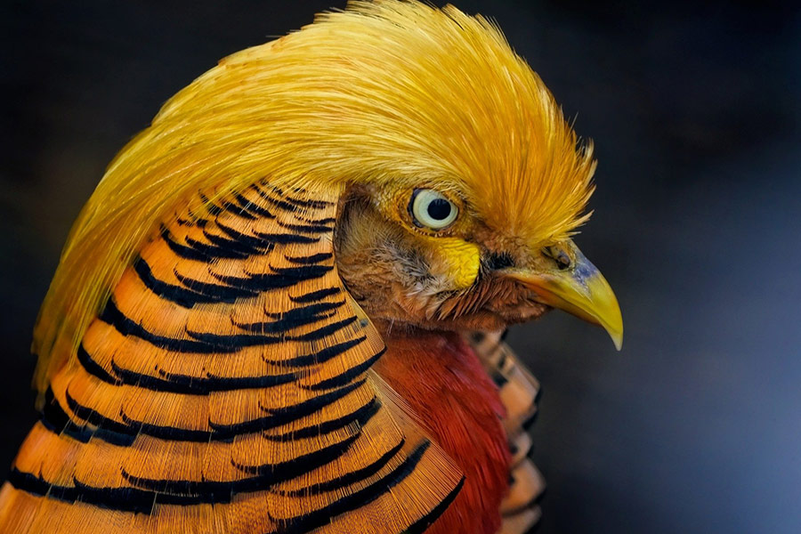 Chinese golden pheasant