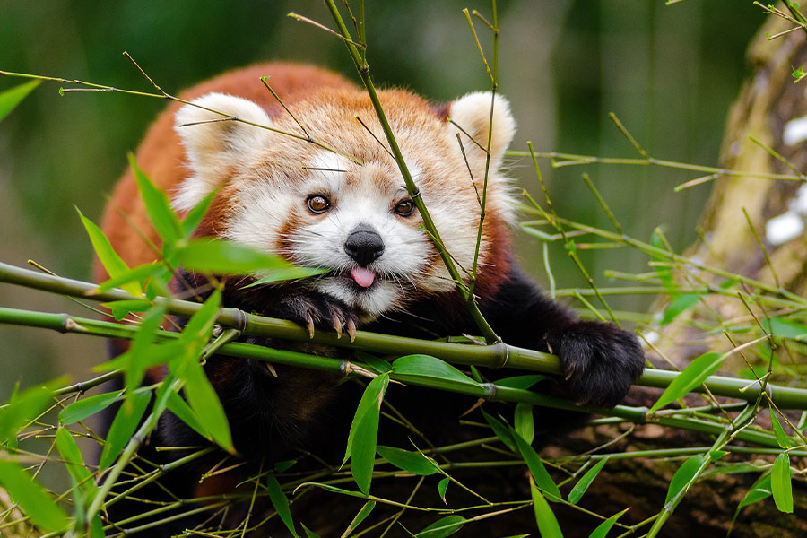 Tongue out red panda