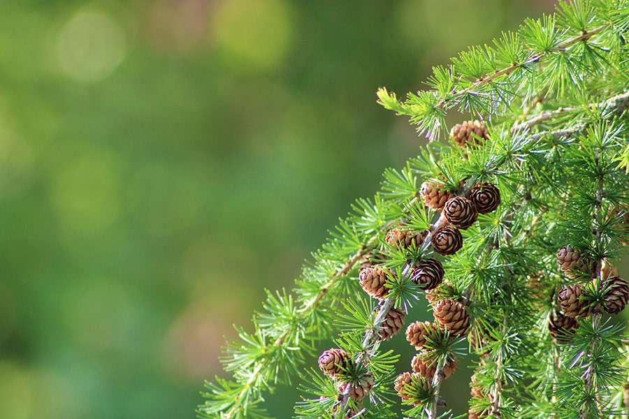 Spring needles tree conifer