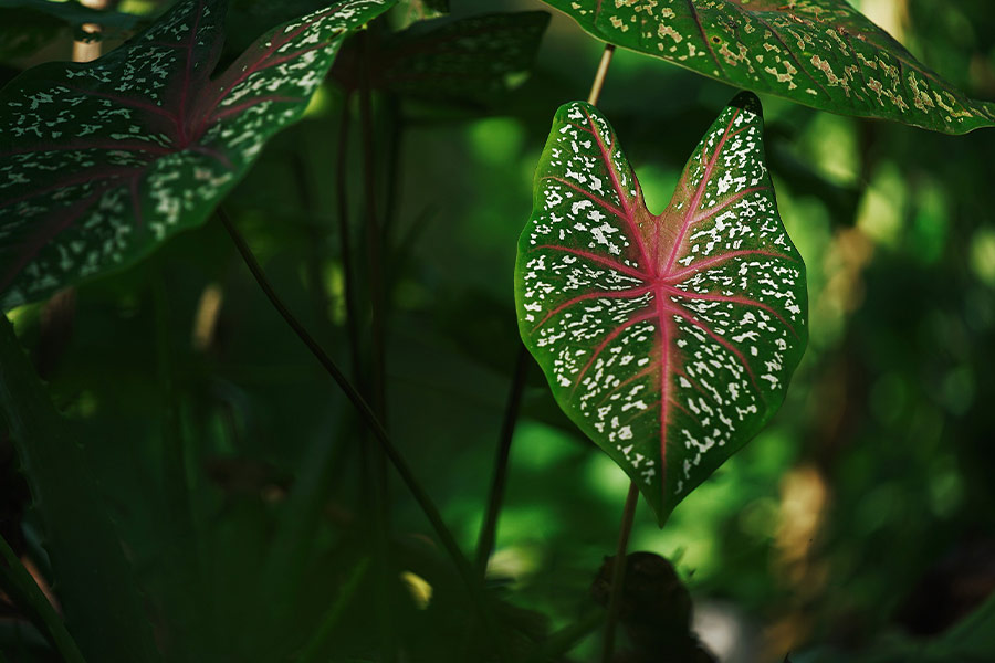Taro caladiums