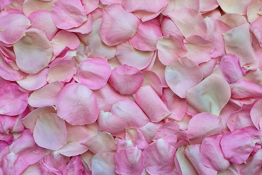 Pink rose petals
