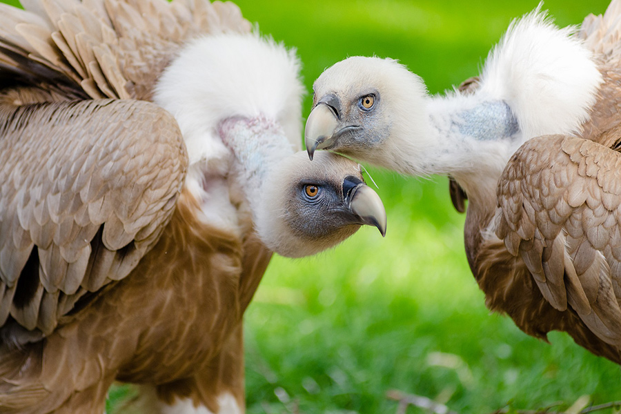 Vultures