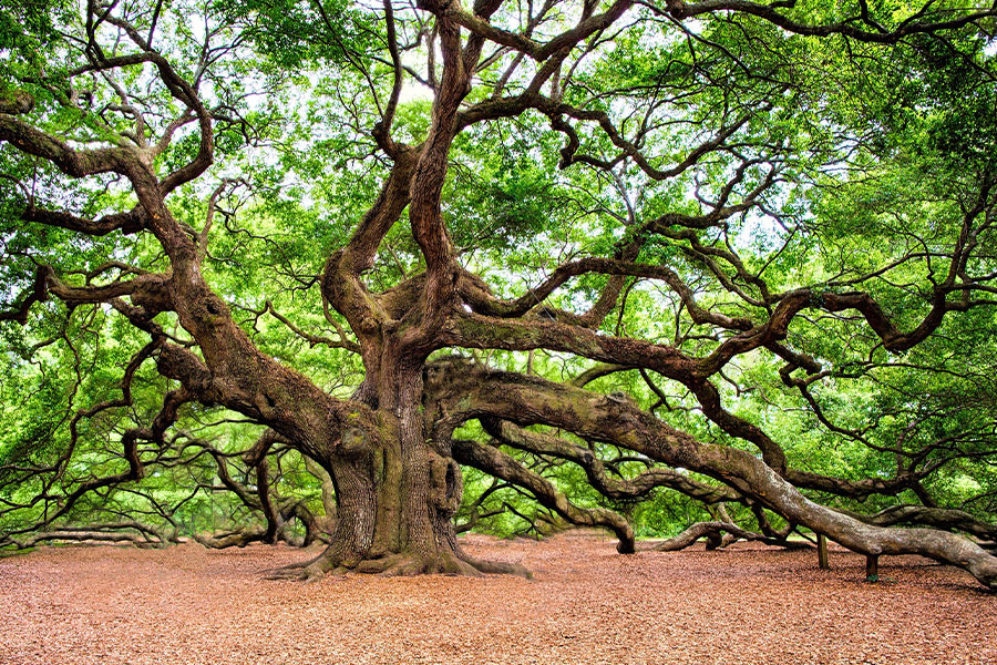 Huge old oak tree