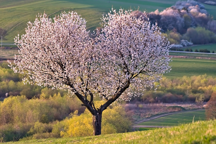 Heart shape cherry tree flowers