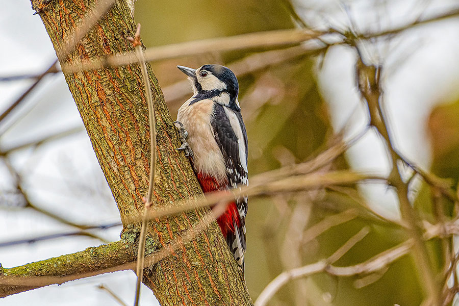 Woodpecker