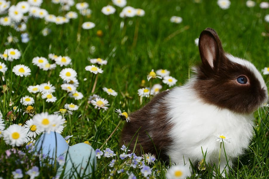 Bunny flowers