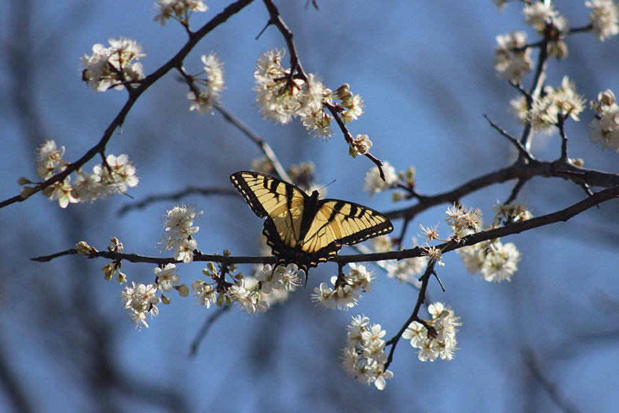 Swallow tail butterfly